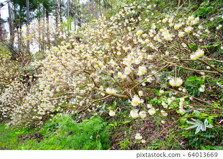 千葉縣鹿山市Mitsumata村 千葉縣鹿山市Mitsumata村 64013669