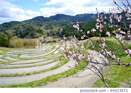 千葉縣鴨川市大山千ma田的春天 千葉縣鴨川市大山千ma田的春天 64013672