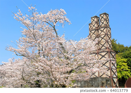 [Shizuoka] Nirayama reverberatory furnace with cherry blossoms in full bloom 64013779