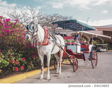 tourist cart with a horse near the hotel in Cuba tourist cart with a horse near the hotel in Cuba 64014665