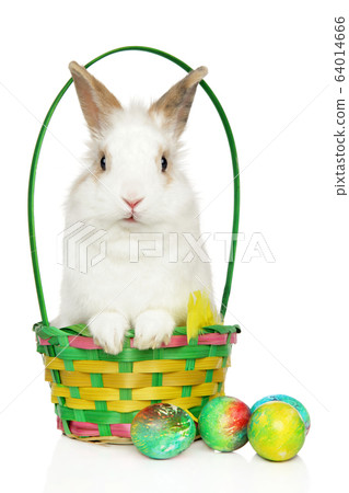 Young Rabbit in wicker basket with Easter eggs Young Rabbit in wicker basket with Easter eggs 64014666