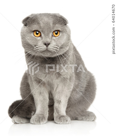 Scottish fold cat sitting on a white background 64014670