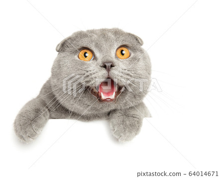 Crazy cat above banner Crazy cat above banner 64014671