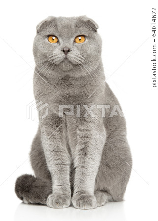 Scottish fold cat sitting on a white background Scottish fold cat sitting on a white background 64014672