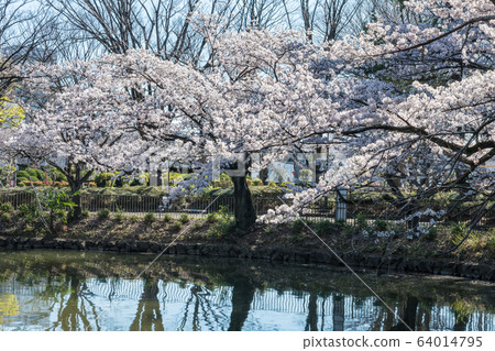 Cherry blossoms at Kanuma Park Cherry blossoms at Kanuma Park 64014795