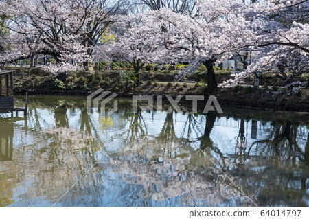 Cherry blossoms at Kanuma Park Cherry blossoms at Kanuma Park 64014797