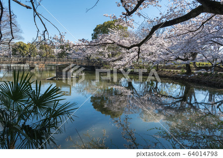 Cherry blossoms at Kanuma Park Cherry blossoms at Kanuma Park 64014798