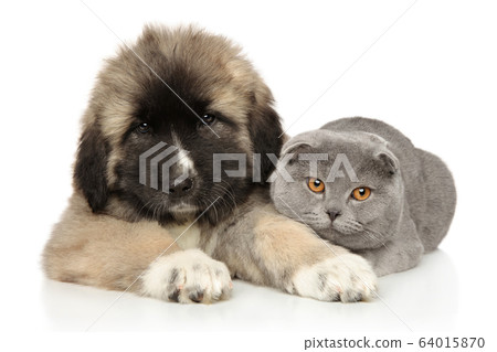 Cat and puppy together on a white background 64015870
