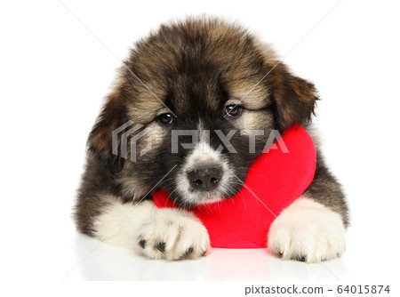 Caucasian shepherd puppy red Valentine heart Caucasian shepherd puppy red Valentine heart 64015874