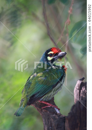 It is a bird. It is a megalaimidae 6 It is a bird. It is a megalaimidae 6 64015992