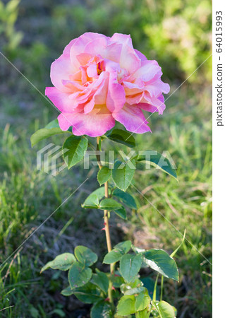 Rose. Pink flower in summer garden in sunny day Rose. Pink flower in summer garden in sunny day 64015993