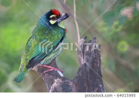It is a bird. It is a megalaimidae 5 It is a bird. It is a megalaimidae 5 64015995