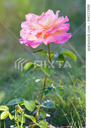 Rose. Pink flower in summer garden in summer day 64015996
