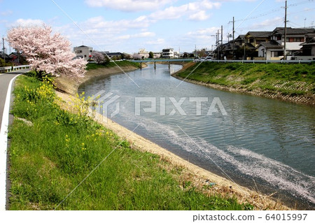 Sakura Tawaramoto Sakura Tawaramoto 64015997