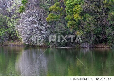 Aichi Prefecture Nagoya City Nekaga-Dori Pond Aichi Prefecture Nagoya City Nekaga-Dori Pond 64016032