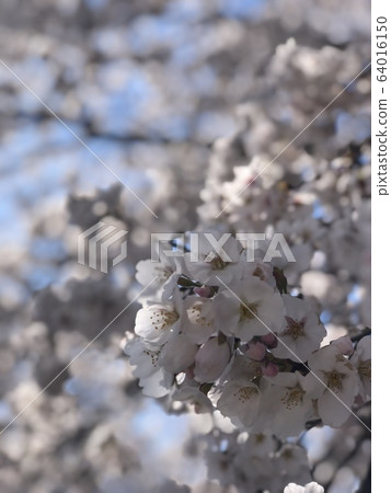 櫻花集中 櫻花集中 64016150