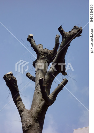 Objet, pruned street tree in the city Objet, pruned street tree in the city 64016436