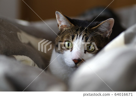 一隻貓盯著你 64016671