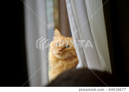 From the gap in the curtain 64016677