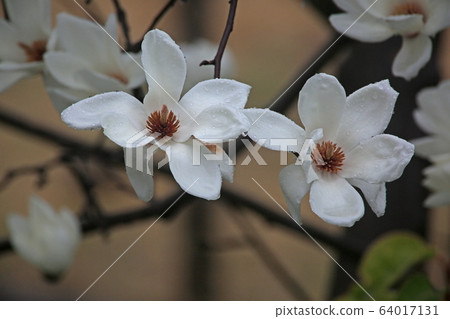 Haku Mokren 64017131