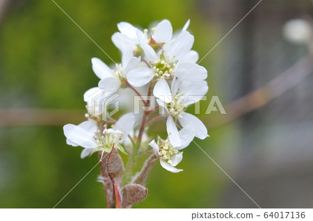 Flower June Berry Stock Photo