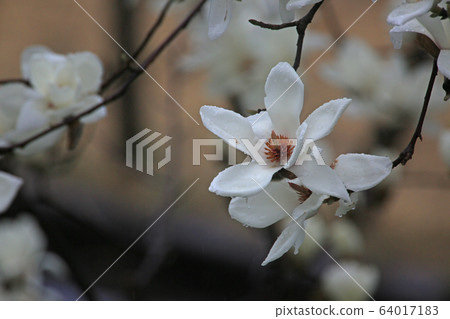 Haku Mokren 64017183