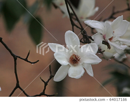 Haku Mokren Haku Mokren 64017186