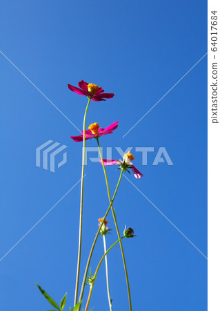 beautiful cosmos flower beautiful cosmos flower 64017684
