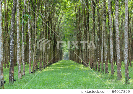 Landscape of Hevea brasiliensis Muell. Arg. or Landscape of Hevea brasiliensis Muell. Arg. or 64017899