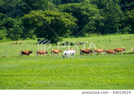 Hiruzen Kogen球衣牛 Hiruzen Kogen球衣牛 64018029