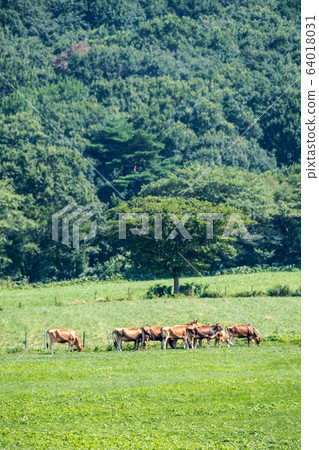 Hiruzen Kogen Jersey Beef Ox Hiruzen Kogen Jersey Beef Ox 64018031