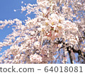 櫻花 64018081