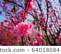 花桃 64018084
