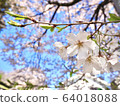 櫻花 64018088