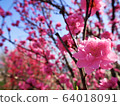 花桃 64018091