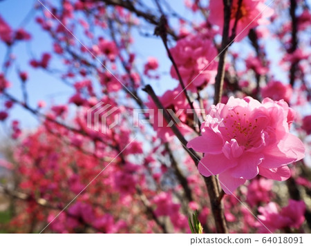 花桃 64018091