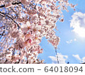 櫻花 64018094