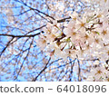 櫻花 64018096