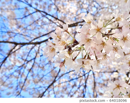 Cherry Blossoms   64018096