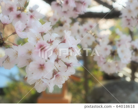 櫻花 64018618