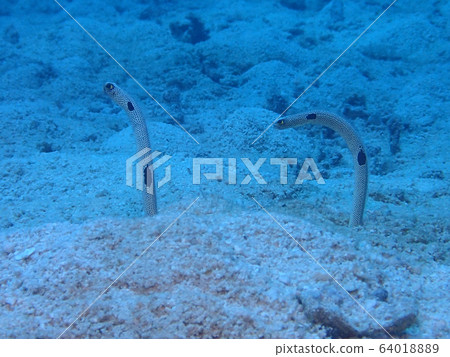Chinese eel Chinese eel 64018889
