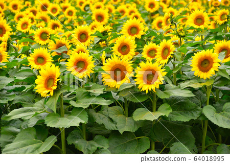 Summer sunflower Summer sunflower 64018995