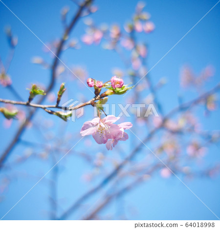 櫻花 櫻花 64018998