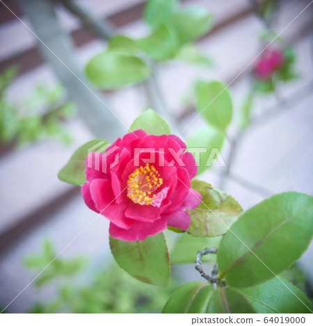 茶花 茶花 64019000