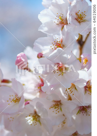 櫻花 櫻花 64019006
