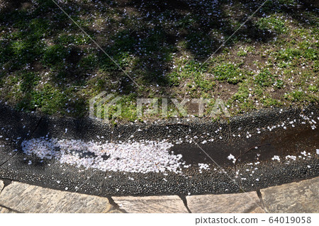 櫻花,芽,開花,盛開,花風暴 櫻花,芽,開花,盛開,花風暴 64019058