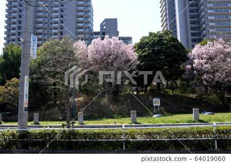 櫻花，芽，開花，盛開，花風暴 64019060
