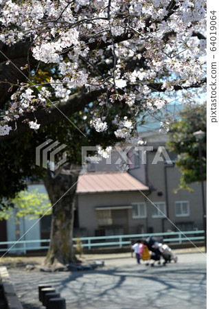 Cherry blossoms, buds, flowering, full bloom, flower storm Cherry blossoms, buds, flowering, full bloom, flower storm 64019064