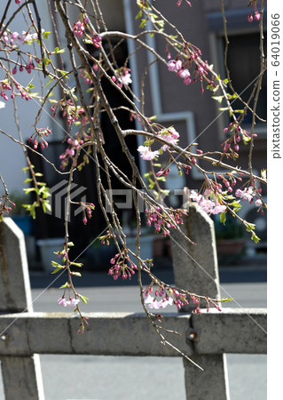 Cherry blossoms, buds, flowering, full bloom, flower storm Cherry blossoms, buds, flowering, full bloom, flower storm 64019066