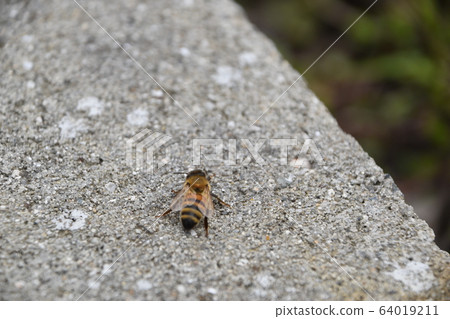 Honeybee 64019211